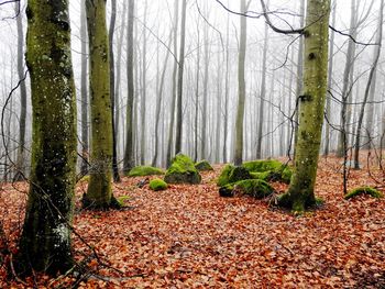 Trees in forest during autumn