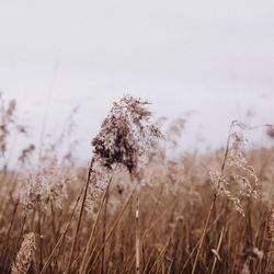 Close-up of plants growing on field