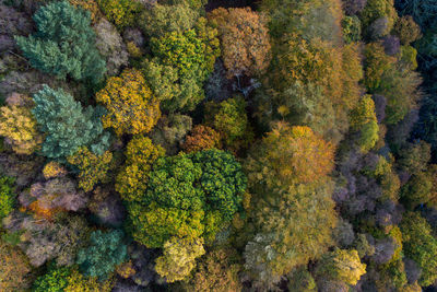 Full frame shot of plants and trees