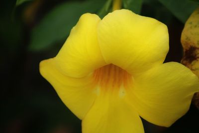 Close-up of yellow flowering plant