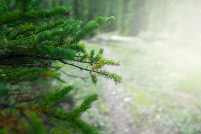 Close-up of plant in forest