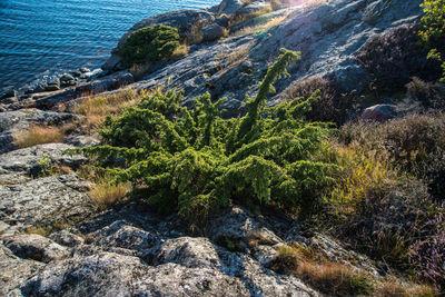 Plant growing on rock formation against sea