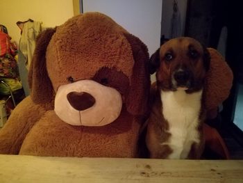 Close-up of dog at home