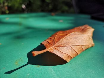 Close-up of dry maple leaf floating on water