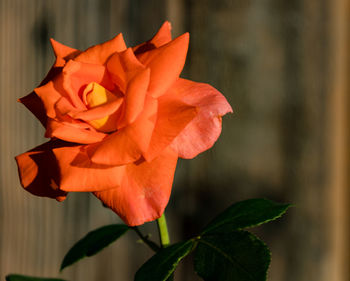 Close-up of orange rose flower