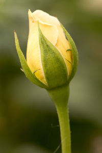 Close-up of flower bud