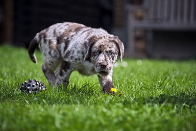 Puppy playing on grass