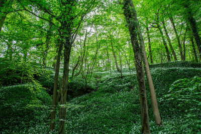 View of trees in forest