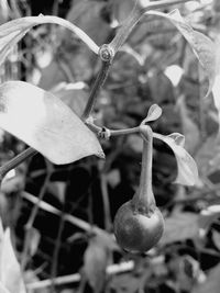 Close-up of fruit growing on plant