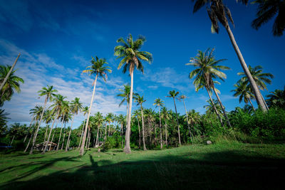 Palm trees on landscape against sky