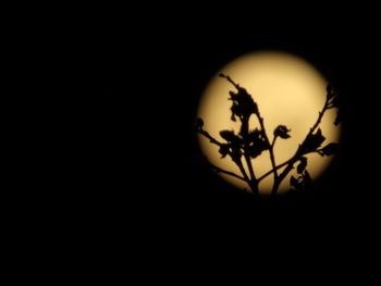 Close-up of plant over white background