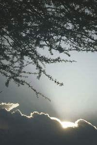 Low angle view of tree against sky