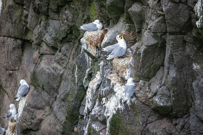 Seagulls perching on rock