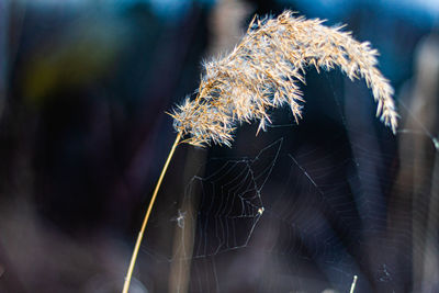 Close-up of wilted spider web on plant