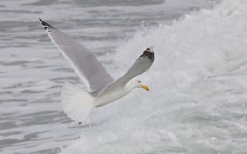 Seagull flying over sea
