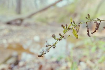 Close-up of branches against blurred background