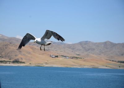 Seagull flying over a mountain against clear sky