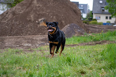 Black dog running on field