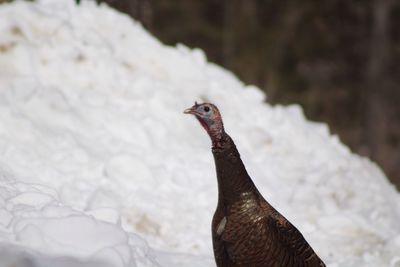 Close-up of peacock