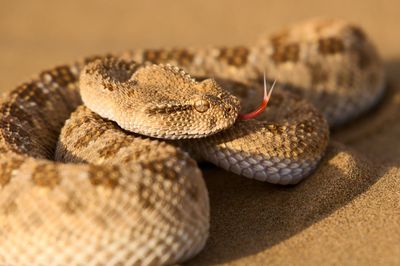 Close-up of cerastes gasperettii snake