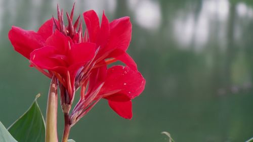 Close-up of red rose flower