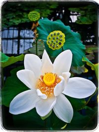 Close-up of white flowers blooming outdoors