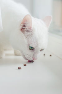 Portrait of cute turkish angora cat with green eyes, 3 year 10 months old,