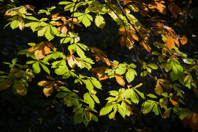 Close-up of leaves on tree
