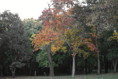 Trees against sky during autumn