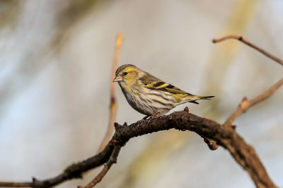 A siskin perched