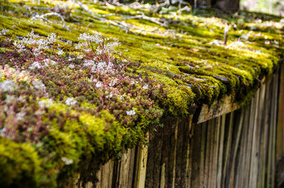 Close-up of moss on tree trunk