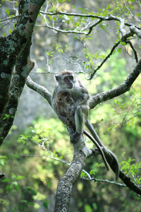 Low angle view of monkey on tree in forest