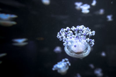 Close-up of jellyfish swimming in water