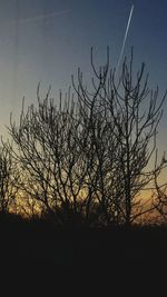 Bare trees on field at sunset