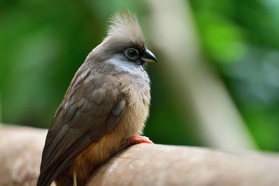 Speckled mousebird perching on a fence