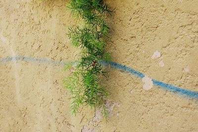 High angle view of plant growing on wall