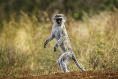 Close-up of monkey sitting on field