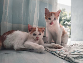 Portrait of cats on bed at home