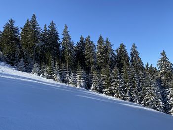 Pine trees by snowcapped mountains against clear blue sky