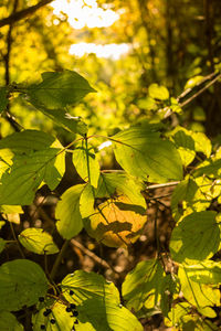 Close-up of fruit tree