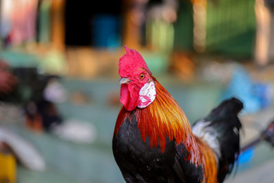 Close-up of rooster