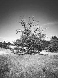 Tree on field against clear sky