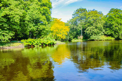 Scenic view of lake in forest