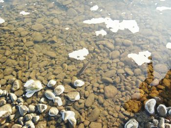 High angle view of pebbles on beach