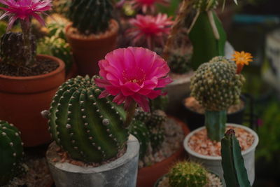 Close-up of cactus flower pot