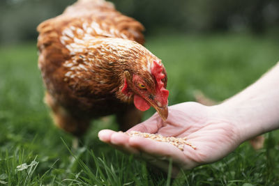 Farmer is feeding hen from hand. chicken pecking grains from hand of man in green grass.