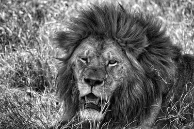 Portrait of lion relaxing outdoors