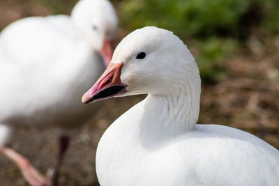 Close-up of swan