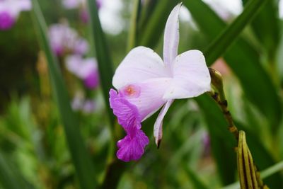 Close-up of water drops on purple flower blooming outdoors