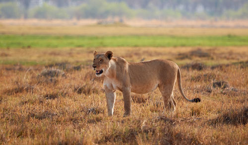 Lioness in the grass in botswana